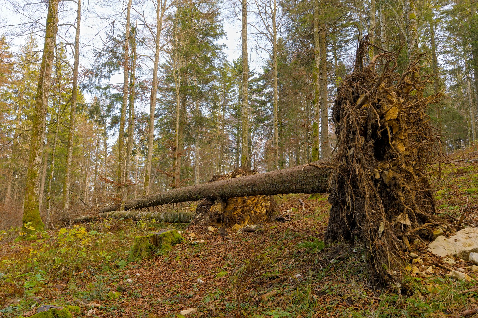 Enlèvement arbre urgence équipe à Couëron